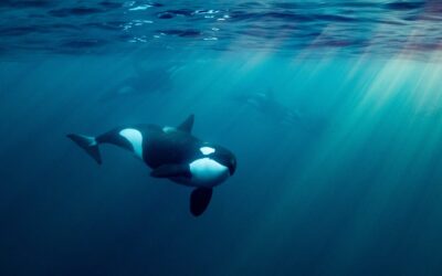 Sprinkling sand ‘deters orcas’ advises Cruising Association